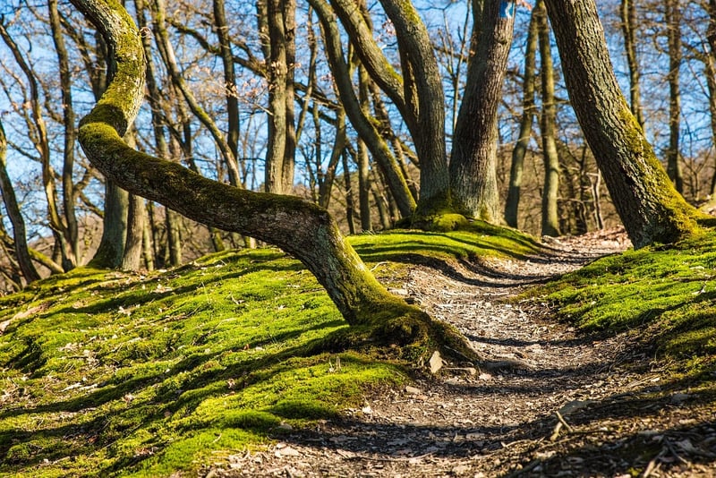 Hiking Path